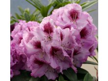 Rhododendron (-) hubr. Pfauenauge - 10,96