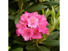 Rhododendron (-) hubr. Haaga - 3,94