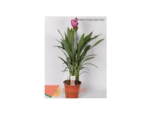 Куркума Сиам Супрэйм (80) 1 550.00