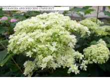 Hydrangea () arb. Hayes Starburst P19/C3 30-40 CM - 7