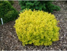 Berberis () thunbergii BONANZA GOLD Bogozam PBR - 6,72