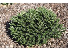 Abies () koreana Oberon - 25,8