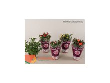 Роза Бью Монде (30) 265.00