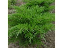 Juniperus (-) pfitzeriana Mint Julep - 4,2