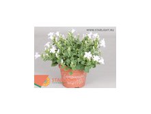 Кампанула Порто (20) 295.00
