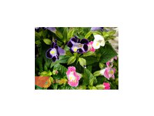 Торения (25) 235.00