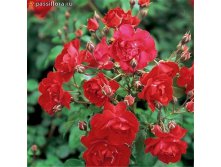 Rosa () Centenaire de Lourdes Rouge C5 - 8,91