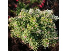 Abies () koreana Kristallkugel - 40,32