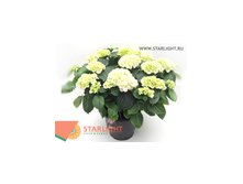 Гортензия Шнеебол (70) 3 550.00
