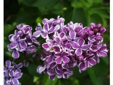 Syringa () vulg. Sensation - 7,8