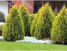 Thuja () occidentalis Golden Brabant - 8,82