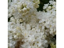 Syringa () vulg. St.Margaret - 7,8