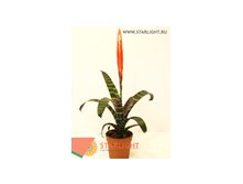 Врезия Спленриет (55) 265.00