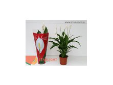 Спатифиллум Свит Чико (60) 295.00