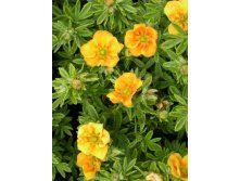 Potentilla () fruticosa Hopley's Orange - 3,3