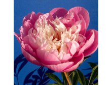 Пион Bowl of Beauty Пион Боул оф Бьюти (Hoogendoorn, 1949, США) кратно 50шт 3.12 евро