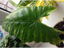 Alocasia macrorhiza 'Seven Colors'