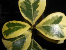 Ficus Triangularis Yellow variegated.