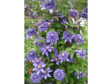 Clematis Multi Blue - 3,37   