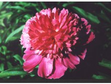Пион Coral Pink Пион Корал Пинк (Sass, 1937, США)