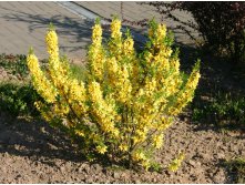  Forsythia Goldrausch - 1,62