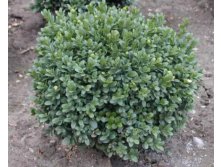  Buxus sem. Blauer Heinz - 1,55        1 