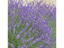  Lavandula int. Dutch - 2,13    