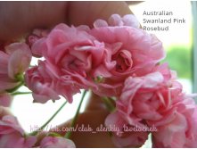 Australian Swanand Pink Rosebud