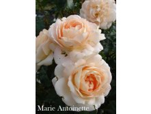 Marie Antoinette.jpg