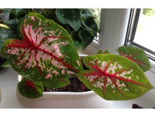  Carolyn whorton (USA)