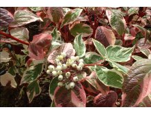  Cornus alba Sibirica Variegata - 1,49    