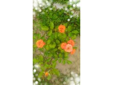 P 20160721 125946 1 p 1.jpg