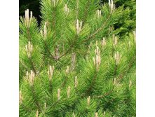 Pinus nigra nigra Сосна чёрная / австрийская 1.75 евро