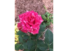 Pink Intuition