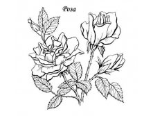 Coloring-pages-flowers-zezag-25s.jpg