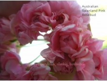 Australian Swanand Pink Rosebud