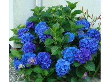 Hydrangea m. Nikko Blue - 1,87       3 