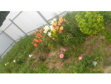 P 20160703 195236 1 p.jpg