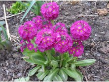 Primula krasnaya.jpg