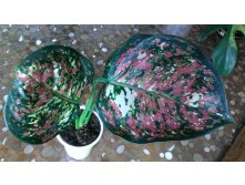 Aglaonema Anyamanee Tricolor