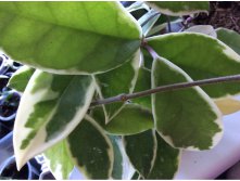 Hoya carnosa var.variegata cv.Tricolor (Krimson Queen)