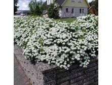 Spiraea betulifolia Tor Спирея берёзолистная Тор 1.50 евро