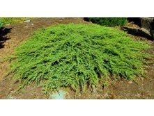 - Juniperus comm. Green Carpet - 1,75       1 