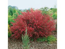  Cytisus Boskoop Ruby - 1,46      2 