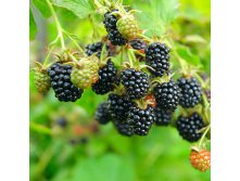  Rubus frut. Black Satin - 2,13   