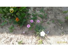 P 20160728 133054 1 p.jpg