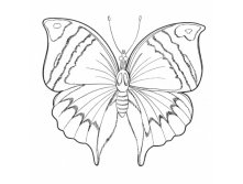 Butterfly-8-coloring-page.jpg