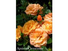 Apricot Clementine ().jpg