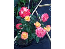 IMG 20160714 175604.jpg