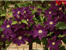 Clematis Warszawska Nike - 3,37   